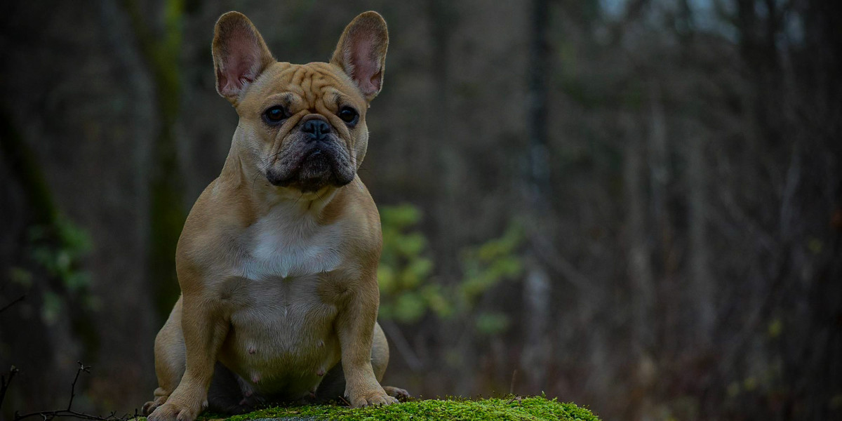 Green Compliance, Karins hund i skogen