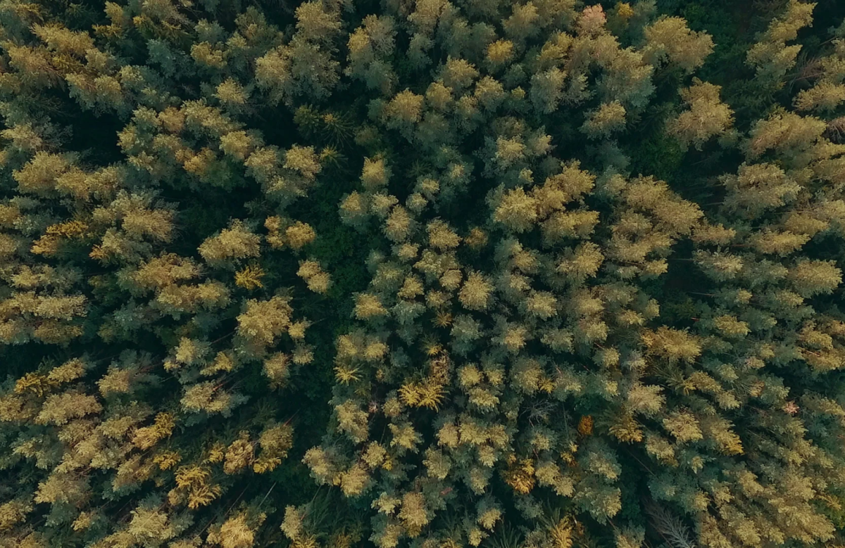en bild på skog tagen ovanfrån