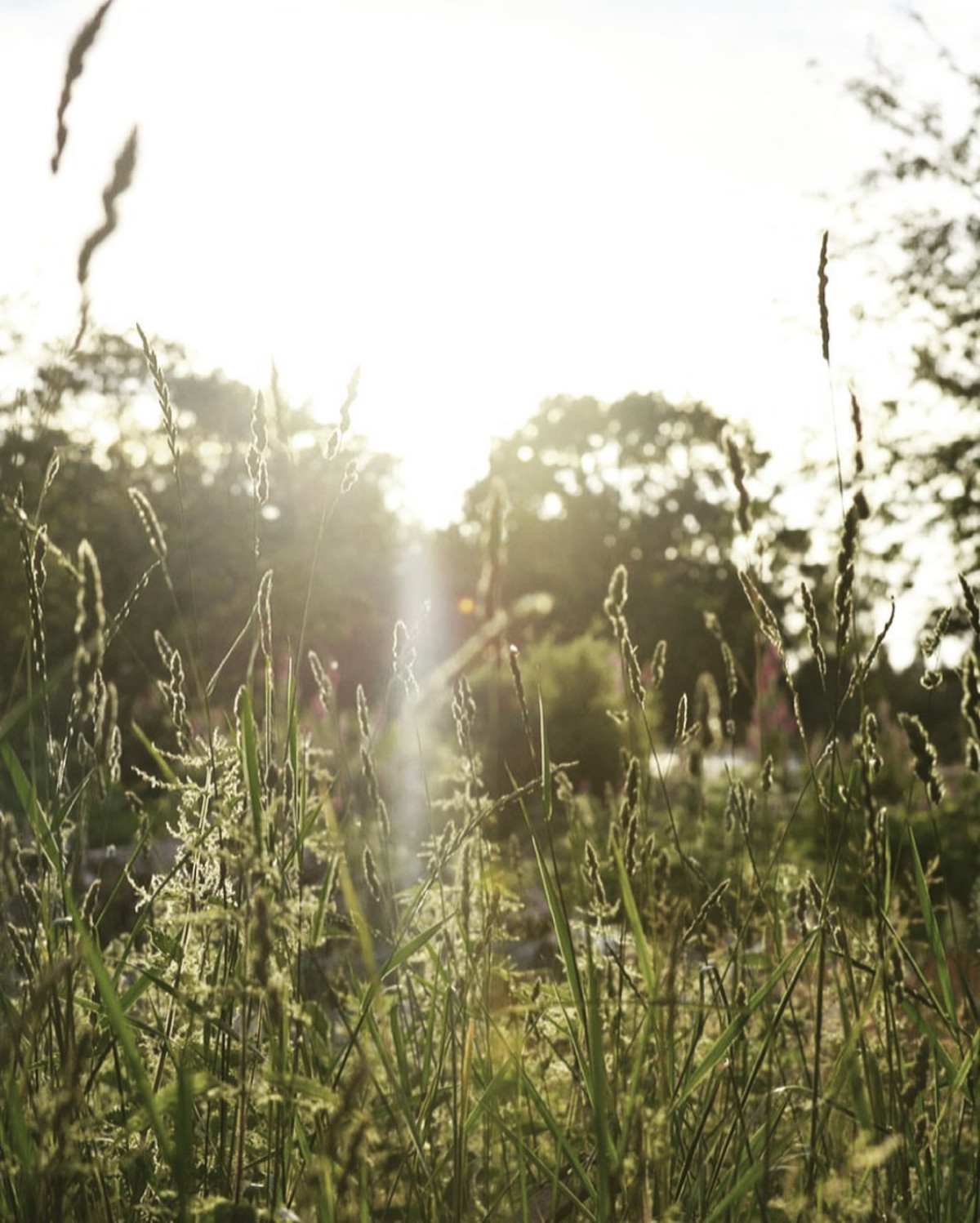 en äng med strån och gräs i morgonsolen