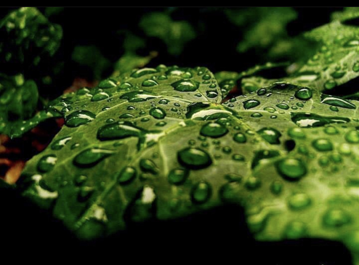 Vattendroppar på grönt löv