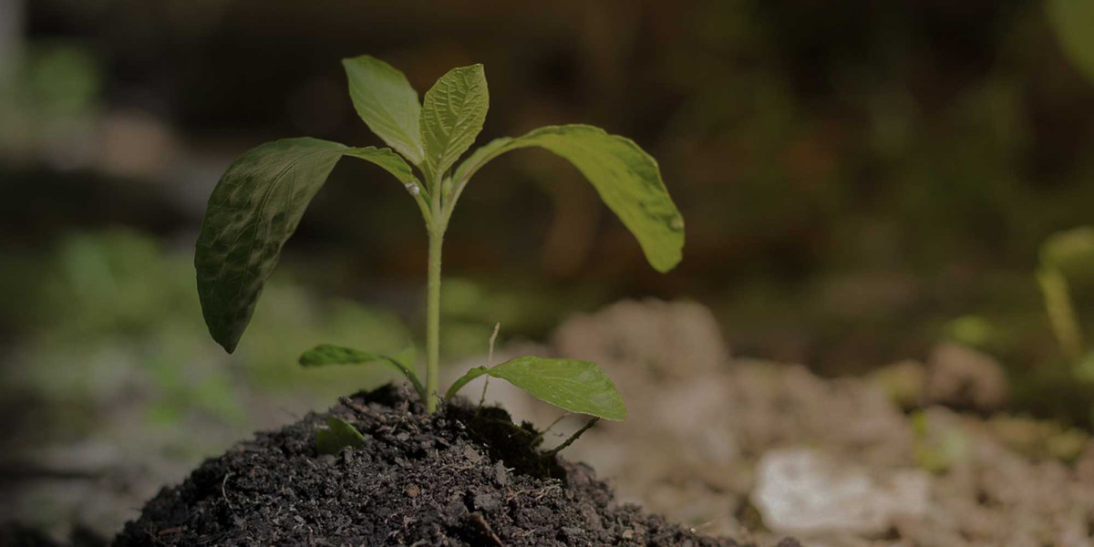 En planta som växer